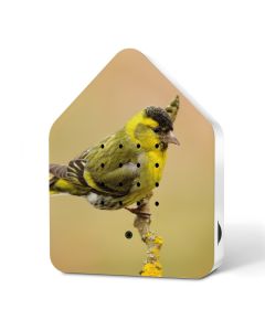 Relaxound Zwitscherbox Happy Birds Eurasian Siskin - Limited Edition